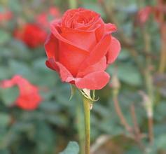 ���𻨷���ǧ����Ƶ��ȫ�����β������������ǰ����Ϊ�Ϻ����챱��...